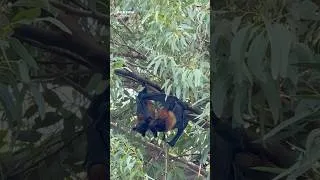 Thumbnail: The Fascinating World of Flying Foxes