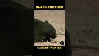 Thumbnail: Black Panther Hunt 😱 Silent Shadow of the Night