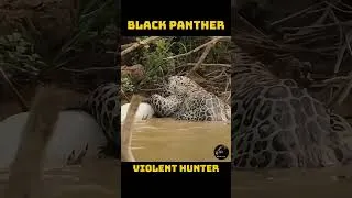 Thumbnail: Black Panther’s Silent Kill Caught on Camera 🐆🔥 #shorts