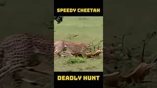 Thumbnail: Cheetah’s Lightning Fast Hunt Ends in Seconds ⚡🐆 #shorts