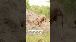 Thumbnail: Lion Lies on Back to Dig Into Warthog's Den