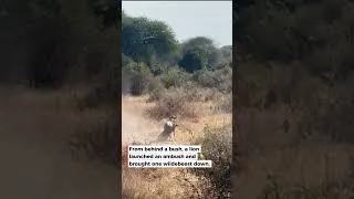Thumbnail: Clever Lion Hides Behind Bush to Ambush Wildebeest