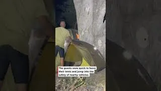 Thumbnail: Lions Walk Through Campsite - Guests Have to Leave Tents