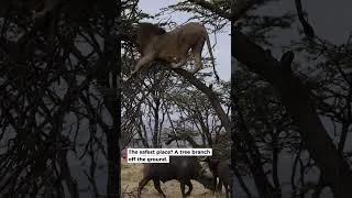 Thumbnail: Lion trapped by 50 buffalo climbs tree to survive #wildlife #shorts