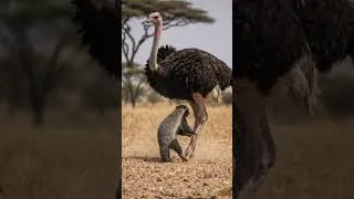 Thumbnail: Honey Badger CHASES a Giant Ostrich... What Happens Next Is Crazy! 😱 #shorts