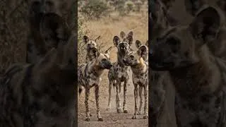 Thumbnail: Wild Dogs Tried to Hunt a Honey Badger... HUGE Mistake! 😱🔥 #shorts