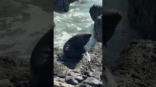 Thumbnail: have you done this before? #fishing #nz #fish #surfcasting #wildlife