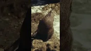 Thumbnail: How cool is this seal I met out in Ngawi, NZ?