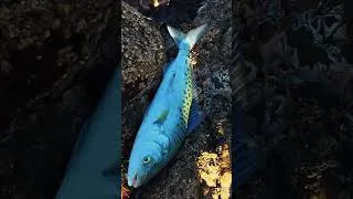 Thumbnail: #fishing #nz #fish #surfcasting