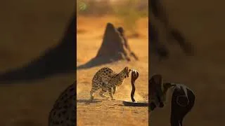 Thumbnail: Ultimate Deadliest Serval Outsmarts King Cobra