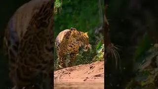 Thumbnail: Ultimate Predators Full Episode  World's Deadliest  Nature Animal Documentary