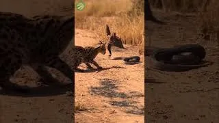 Thumbnail: World's Deadliest: Serval Outsmarts King Cobra