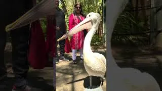 Thumbnail: Wild Pelicans Free Roaming