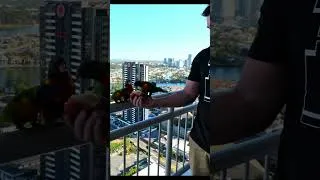 Thumbnail: Wild Bird feeding from balcony