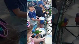 Thumbnail: Wild Bird Feeding