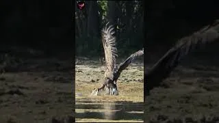 Thumbnail: An eagle catches a mallard