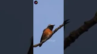 Thumbnail: little bird sings
