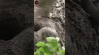 Thumbnail: Eagle pounces on snake to save owl's nest