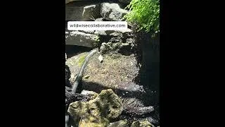 Thumbnail: Can you find the frog? #learning #homeschooling #homeschoolingfun #canyoufindit
