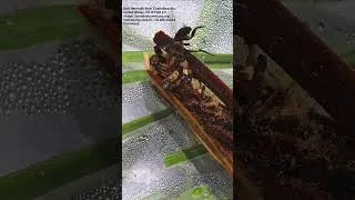 Thumbnail: Caddisfly Larvae! #learning #nature #naturelearning #outdoorlearning #insects