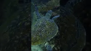 Thumbnail: Mesmerizing Dance of Turtles and Fish on Coral Reefs