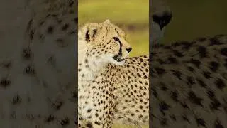 Thumbnail: Animals And The Survival Instinct 8K ULTRA HD
