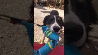 Thumbnail: far too hot to play today... mum said so... 😊😊😎 #frugalliving  #bordercollie