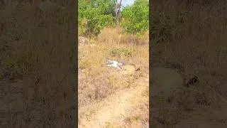 Thumbnail: Man at Work #dji #homesteading