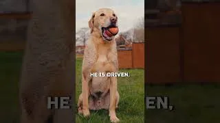Thumbnail: THE HISTORY OF THE LABRADOR RETRIEVER