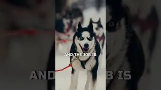 Thumbnail: THE HISTORY OF THE HUSKY