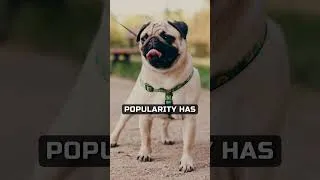 Thumbnail: THE HISTORY OF THE PUG