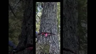 Thumbnail: Cutting Down a Big White Fir Tree Short Chainsaw Bar