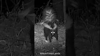 Thumbnail: Skunk Caught Being Cute On Trail Camera
