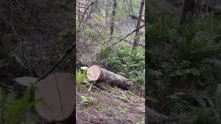 Thumbnail: Cutting Root Balls Blow Down Timber Yarding Logs With Pickup Truck