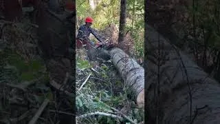 Thumbnail: Logging With Pickup Truck as Skidder Yarder
