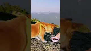 Thumbnail: Solo Camping with my Dog up a Mountain Peak #campingwithdogs #camping #camp #hike #solocamping