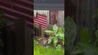 Thumbnail: Soft Rain After the House 🏡 Relaxing Nature Sounds