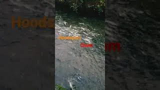 Thumbnail: Hoodsport chum