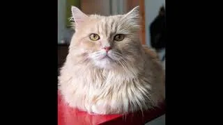 Thumbnail: Cute less than 1 Minute Video about Cats!