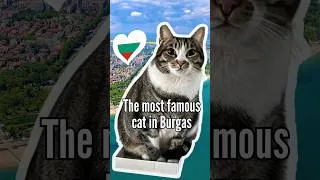 Thumbnail: Friendly Chonk: Burgas street cat earns five-star reviews #eurovision2027 #GoToBurgas #bulgaria