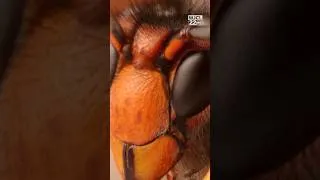 Thumbnail: Beaufort County hit hardest by invasive hornet