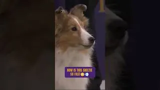 Thumbnail: Sheltie Agility Run