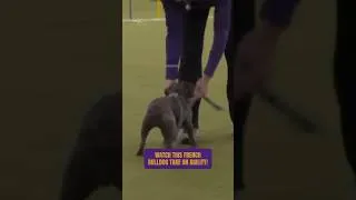 Thumbnail: Agility Run