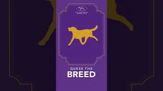 Thumbnail: Guess the breed!