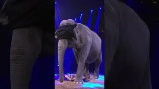 Thumbnail: The Gartner Family’s Blindfolded Elephant Act | 38th International Circus Festival of Monte Carlo