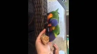 Thumbnail: Feeding wild parrots by hand