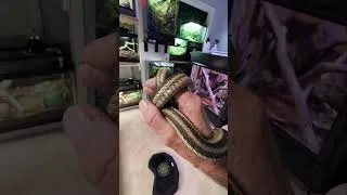 Thumbnail: my beautiful female eastern garter snake, Carol.