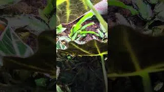 Thumbnail: This tree frog's name is Parsley and he loves this bromeliad 🐸❤️ #vivarium #treefrogs #reptileroom