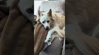 Thumbnail: My beautiful snow dog sleeping on her daddy's jacket