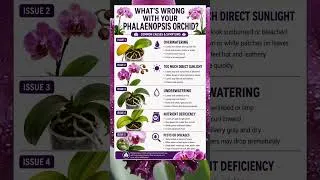 Thumbnail: What's wrong with your phalaenopsis orchid?